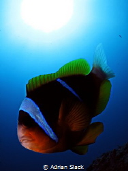 Clowning around with a vicious clarks anemone fish and be... by Adrian Slack 